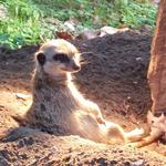 Profil von Krimioma
