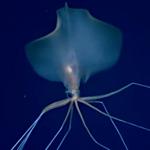 Profil von orlets