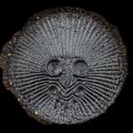 Profil von airl