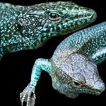 Profil von aIrl