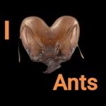 Profil von Airl