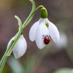 Profil von Frau_Holle
