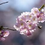 Profil von Frau_Holle