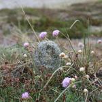 Profil von MrsTeasedale
