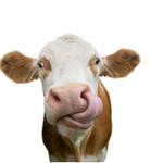 Profil von lambita