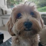 Profil von ShadowAngelXx