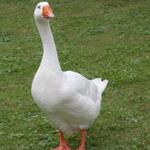 Profil von __gans.ehrlich