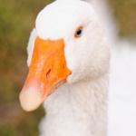 Profil von __gans.ehrlich