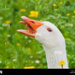 Profil von __gans.ehrlich