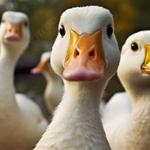 Profil von __gans.ehrlich