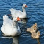 Profil von __gans.ehrlich