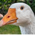 Zitat von __gans.ehrlich