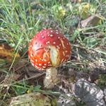Profil von Unding