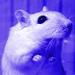 Profil von BlueGerbil