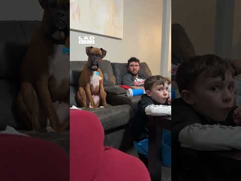 Youtube: Dog is confused by young boy 🤣 (🎥: ViralHog)