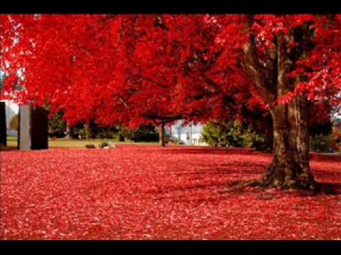Youtube: If These Trees Could Talk - Red Forest