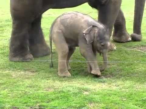 Youtube: Konfuses Elefantenbaby