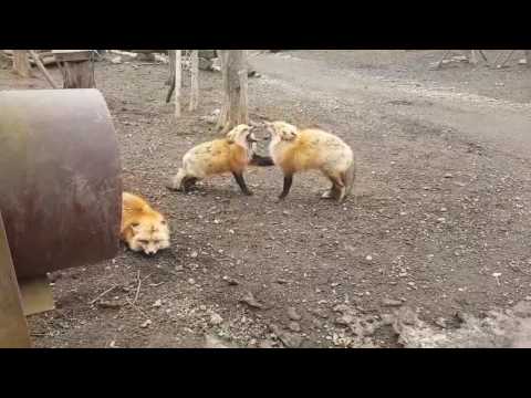 Youtube: Screaming Foxes