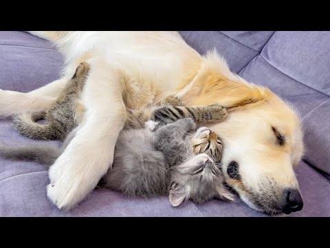 Youtube: Tiny Kittens Refuse to Sleep Without Their Golden Retriever | Their Reaction Will Melt Your Heart