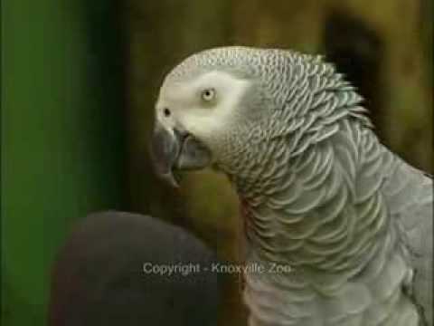 Youtube: Papagei Einstein xD