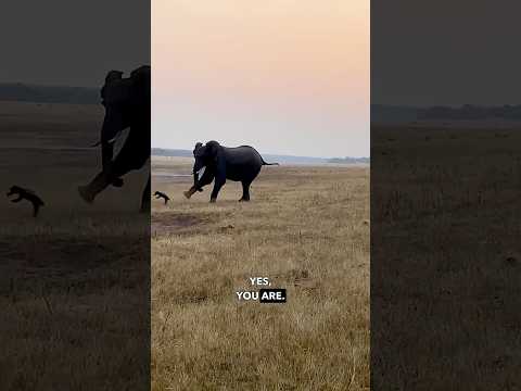 Youtube: Honeybadger vs Elephant - Ozzy Man Reviews