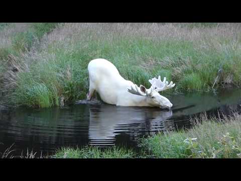 Youtube: Extraordinary White Moose Takes a Dip in a Swedish Lake