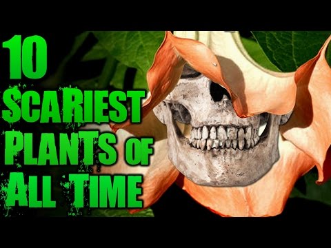 Youtube: 10 Unbelievably Scary Plants | TWISTED TENS #41