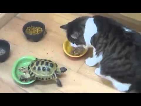 Youtube: Turtle attacks Cat