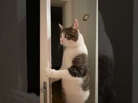 Youtube: The most attacking cat you'll see today.