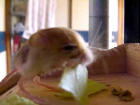 Youtube: pygmy jerboa (meal)食事特集