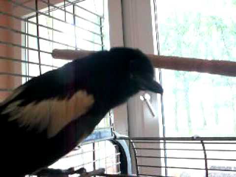 Youtube: sprechende Elster - talking magpie