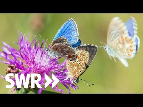Youtube: Käfer, Biene Schmetterling – Natur faszinierend und bedroht | Geschichte & Entdeckungen