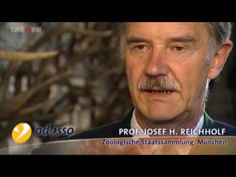 Youtube: Die Wahrheit über die Jagd - Evolutionsbiologe Prof. Josef Helmut Reichholf  widerlegt Jägerlügen