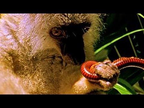 Youtube: Animals on drugs!