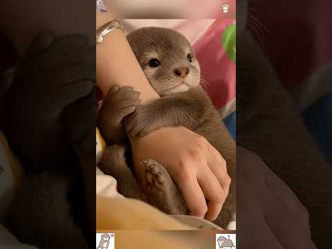 Youtube: Otters Love Humans!💕 #animals #lovestory #nature #otter #otters #friendship