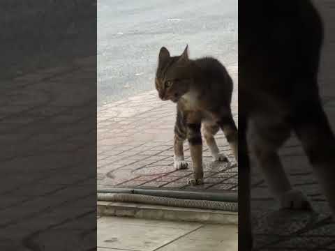 Youtube: cats speaking language .. #catvideos #fun #comedy #reaction #funny #shaababies #action #pets #cute