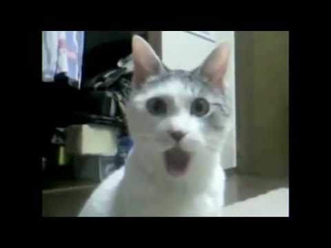 Youtube: Katzen sind einfach zu doof.......ich drück die Maus
