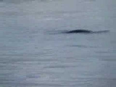 Youtube: Loch Ness Monster Spotted?  Nessie New Footage! 6/3/07