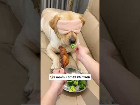 Youtube: This dog got duped into eating broccoli. Just watch his face… 😂 #shorts