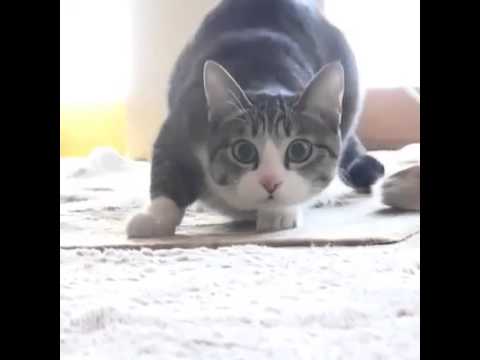 Youtube: Cat Wiggle Wiggle Wiggle!