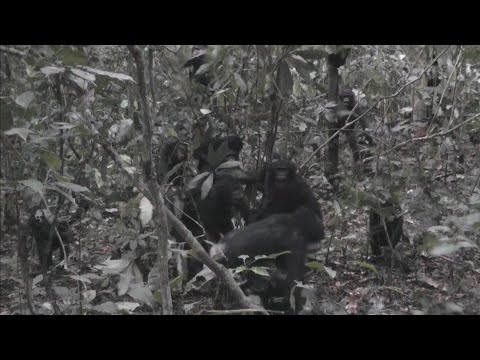 Youtube: Bonobos make love AND war
