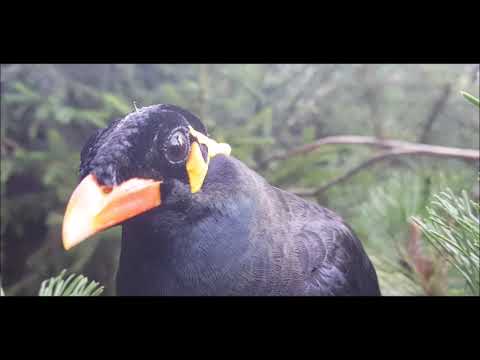 Youtube: Beo "spricht" im Tierpark Chemnitz