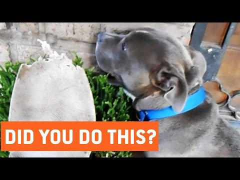 Youtube: Guilty Dogs Won't Admit to Eating Shoe