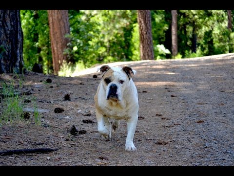 Youtube: Hiking with our dog