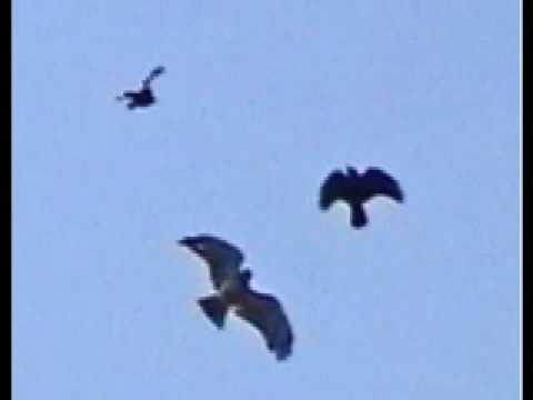 Youtube: Bird Wars 1 Hawk vs. 5 Crows