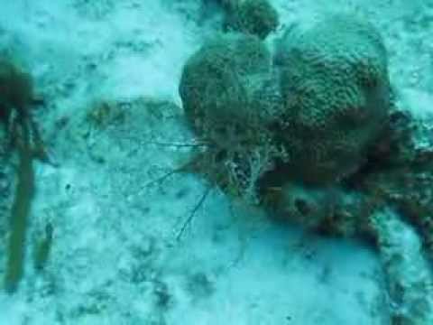 Youtube: basket star walking