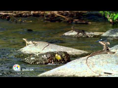 Youtube: Disneynature - Der Basilisk