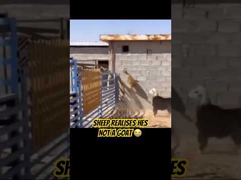 Youtube: Sheep Is Not A Goat #sheep #goats #animals #animalshorts