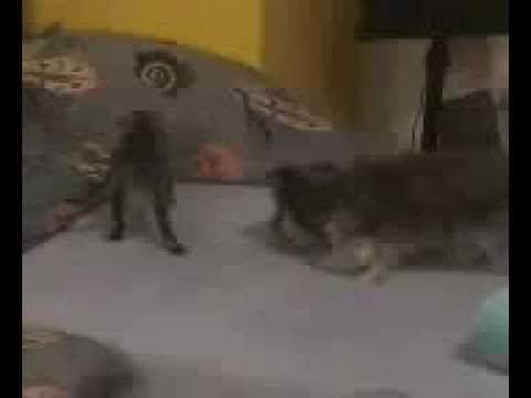 Youtube: Shiva und das Kätzchen