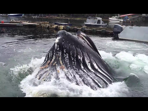 Youtube: Humpback Whale Docks at Alaska Marina WOW